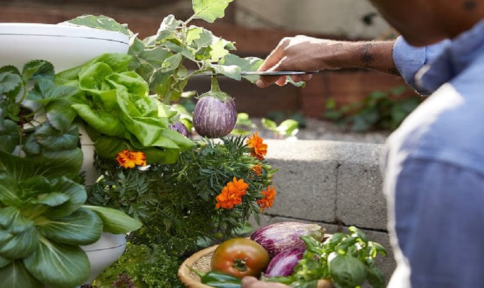 Lettuce Grow Collections: A Complete Guide to Smarter Home Gardening